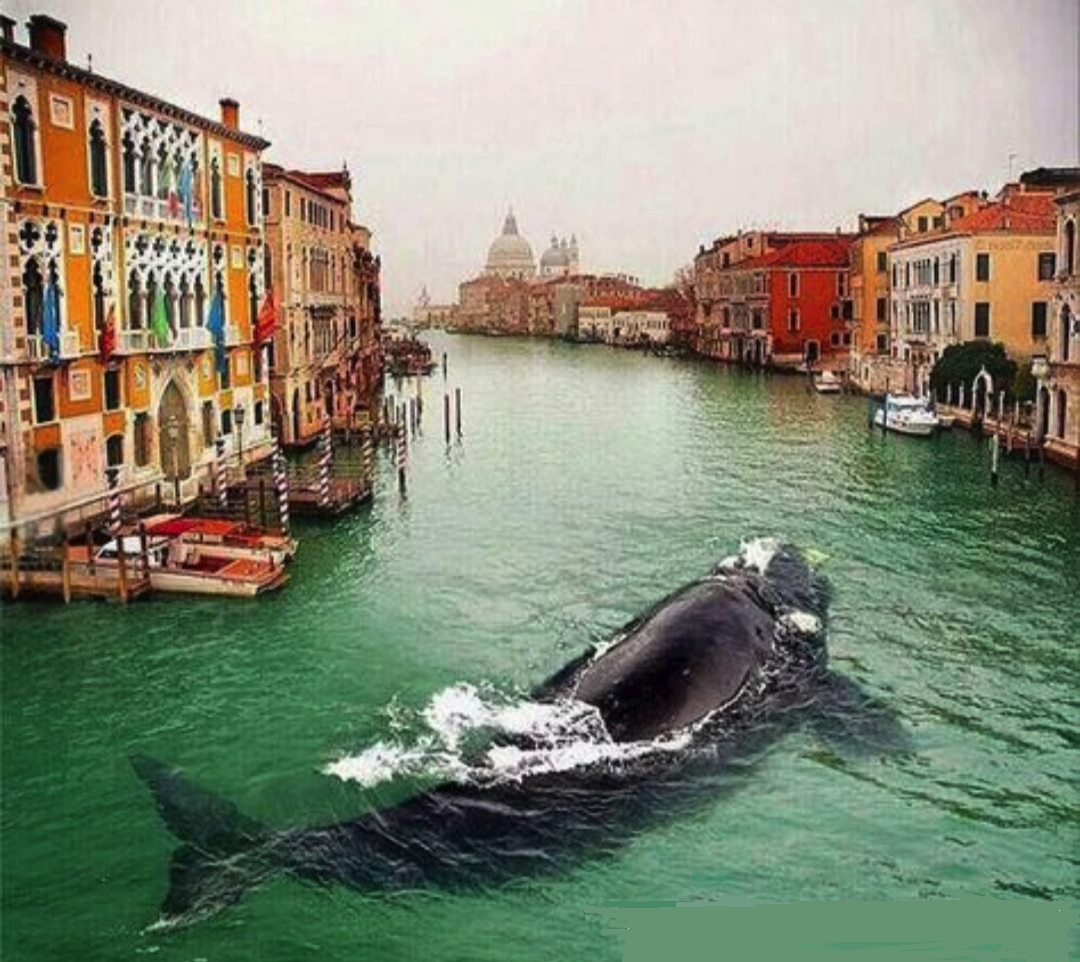Balena Venezia.jpg